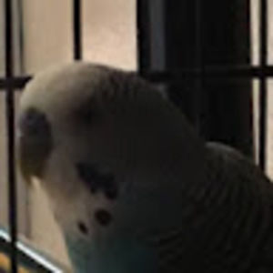 Meet your Posher, Raven